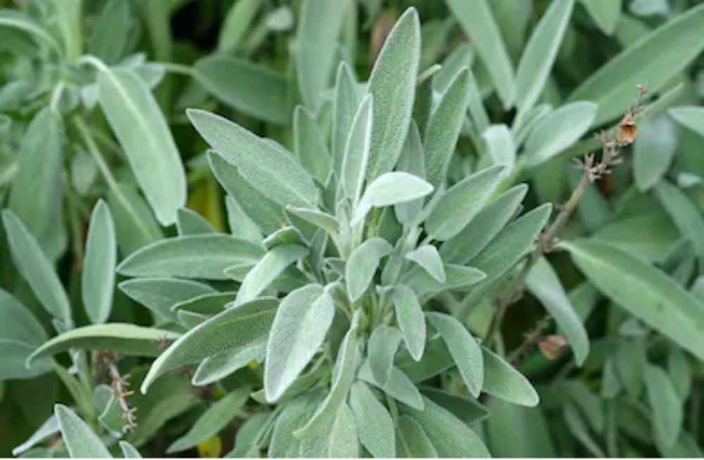 Broadleaf Sage Roots Sage Broadleaf Salvia officinalis 30 Seeds For Planting – Sejahtera ...