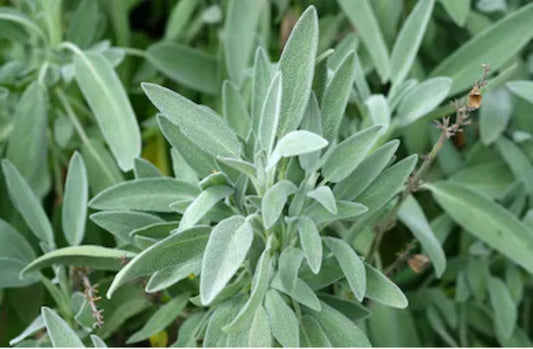 Sage Broadleaf Salvia officinalis 30 Seeds For Planting