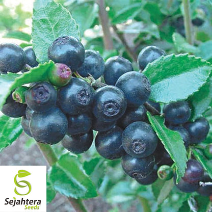 Black Gold Huckleberry Seeds {Vaccinium membranaceum} 30+ Seeds