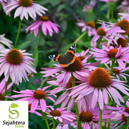Purple Coneflower Seeds 200+ | Echinacea Perennial Wildflower NON-GMO USA