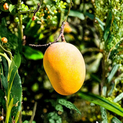 Florigon Mango Tree – Mangifera indica ‘Florigon’ Live Tropical Fruit Tree | 1–2 Feet Tall | Includes 3 Gallon Pot  Fiberless Sweet Flesh | Yellow Skin | Subtropical Performer