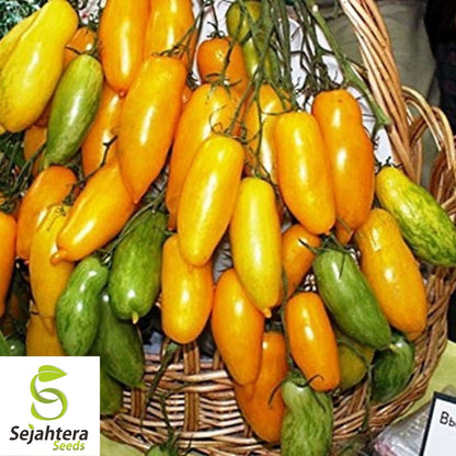 Banana Legs Yellow Tomato Seeds 50 Ct | Heirloom NON-GMO Vegetable USA