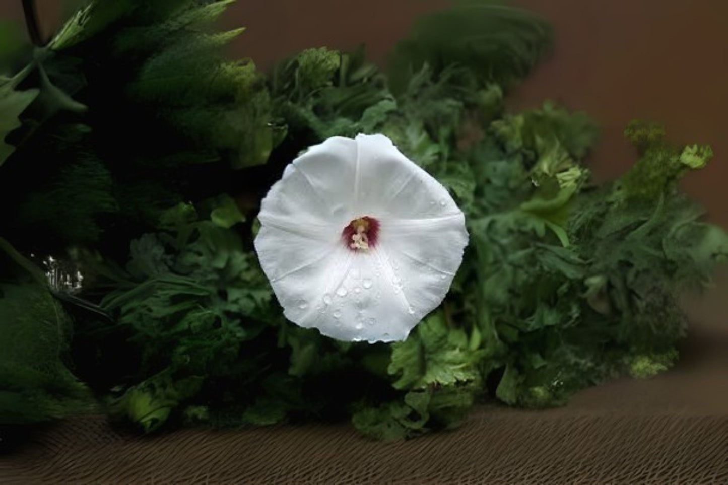 Merremia Dissecta Seeds - 10 Pack - Alamo Vine, Noyau Vine, Correhuela De Las Doce - Twining Climber - Free Shipping on $35+