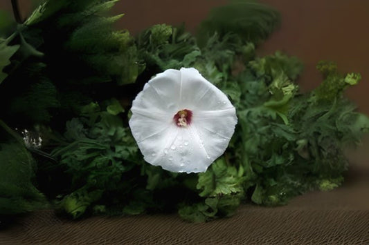Merremia Dissecta Seeds - 10 Pack - Alamo Vine, Noyau Vine, Correhuela De Las Doce - Twining Climber - Free Shipping on $35+