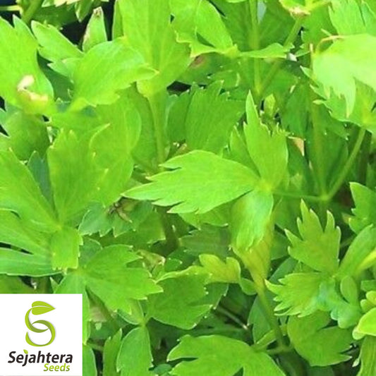 200+ Lovage Seeds - Non-GMO, Open Pollinated & Versatile Culinary Herb