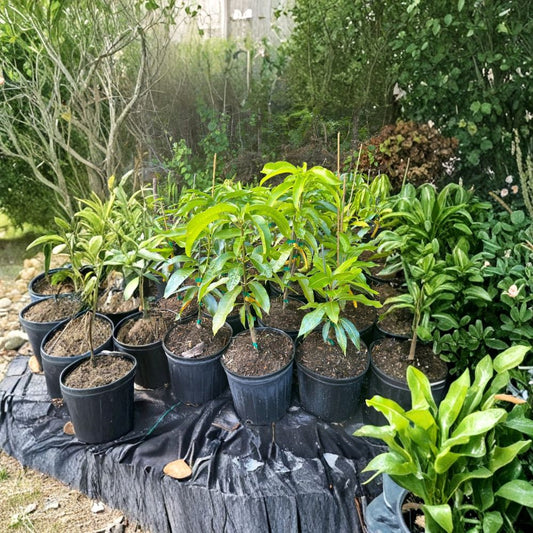 Ceci Love Dwarf Mango Tree – Mangifera indica Grafted Live Tree | 2–4 Feet Tall | Rare Florida Variety  Compact Growth | High Brix & Fiberless | Ships to All States
