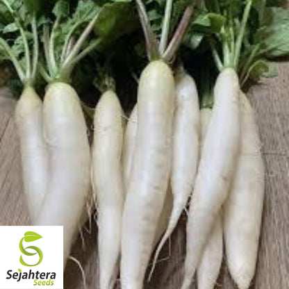 White Icicle Radish Seeds - 100+ Heirloom, Organic, Non-GMO, Crisp & Rare