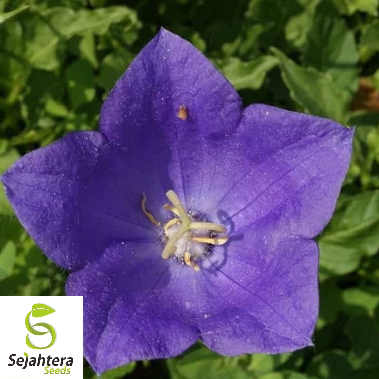 500+ Tussock Bellflower Seeds - Campanula Carpatica, Perennial Flower