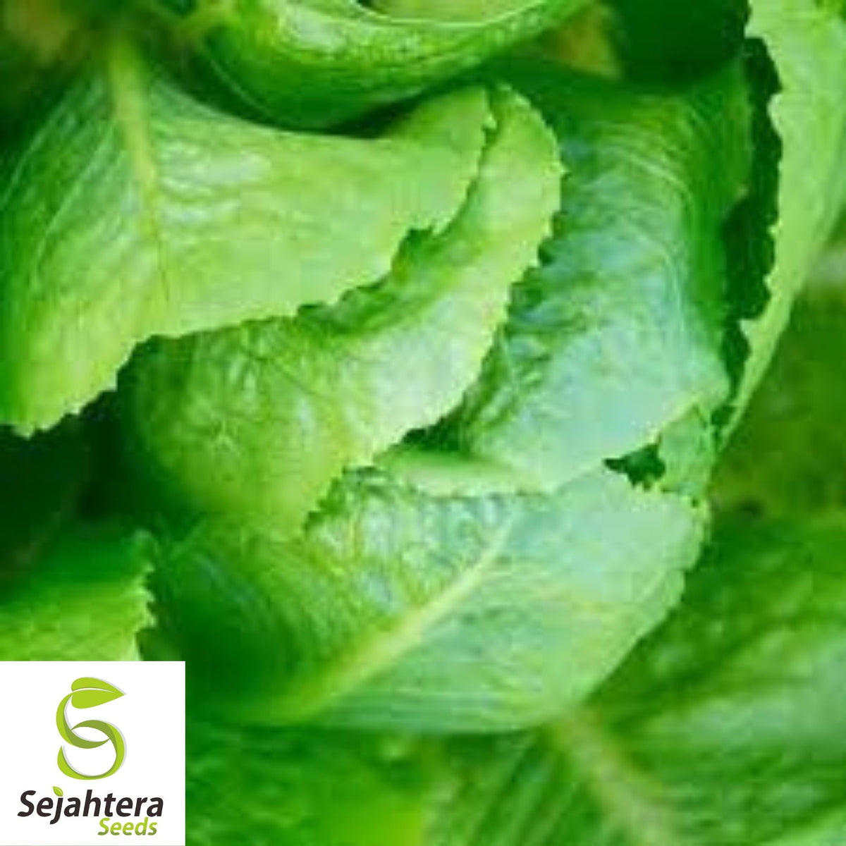 Parris Island Cos Romaine Lettuce Seeds 600+ | Crisp Vegetable NON-GMO USA