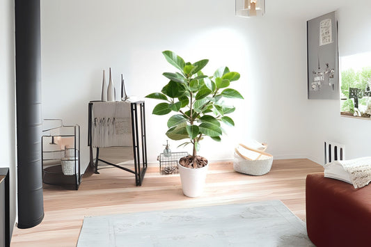 Altissima Ficus 'Asian Council Tree' Potted Plant - 3 Gallon Pot - Ficus altissima - Indoor/Outdoor Houseplant