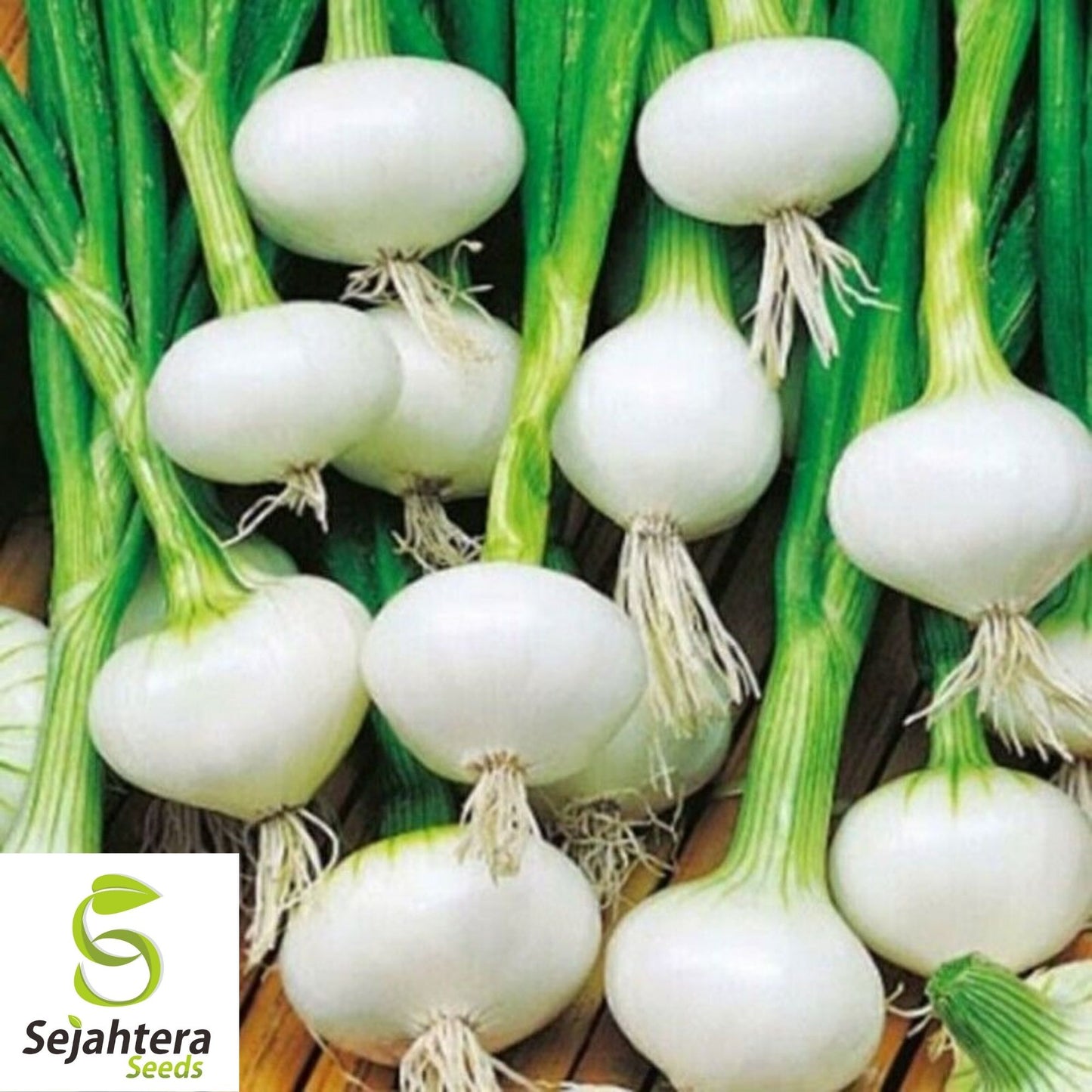 200 Crystal White Wax Onion Seeds - Non-GMO, Sweet & Mild Variety