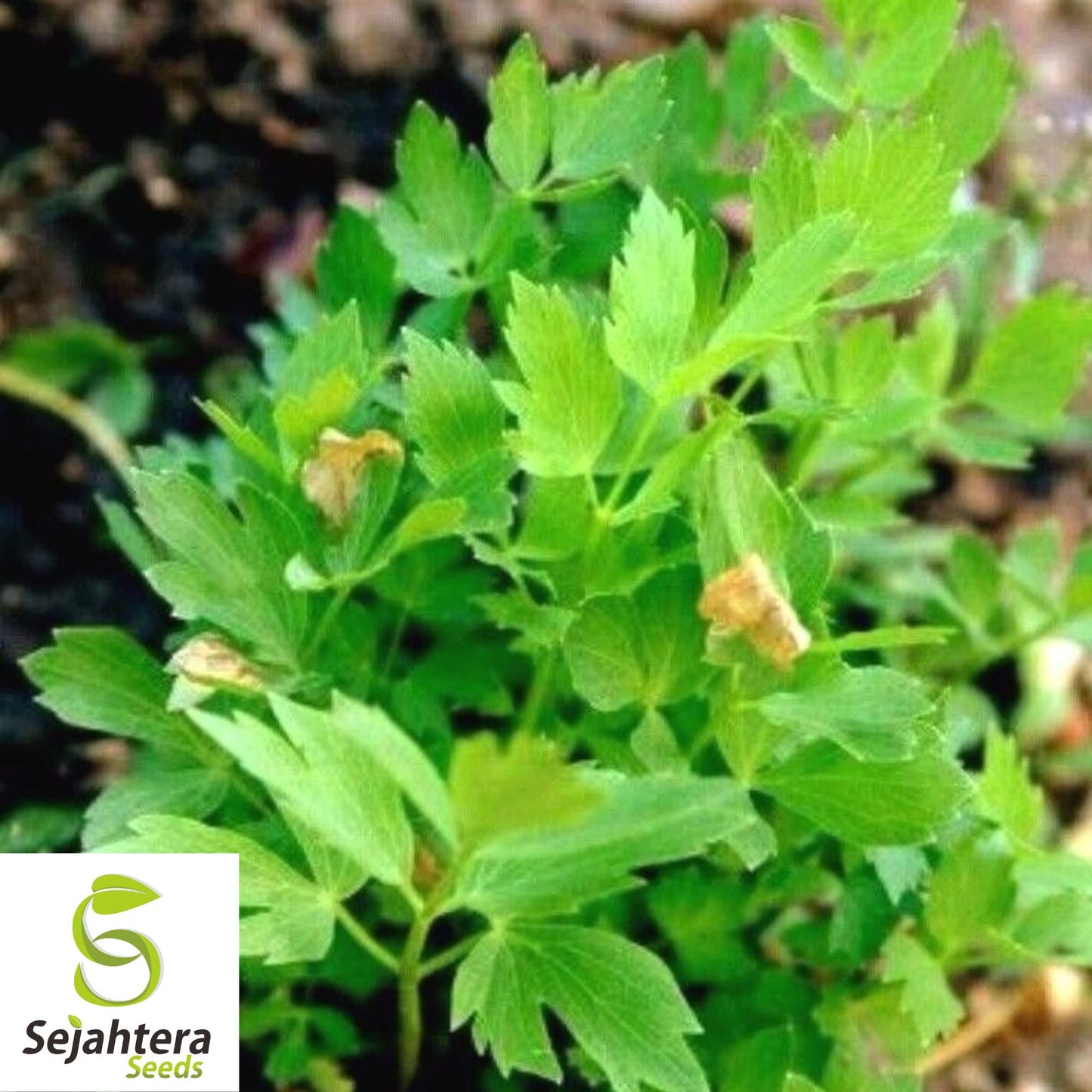 200+ Lovage Seeds - Non-GMO, Open Pollinated & Versatile Culinary Herb