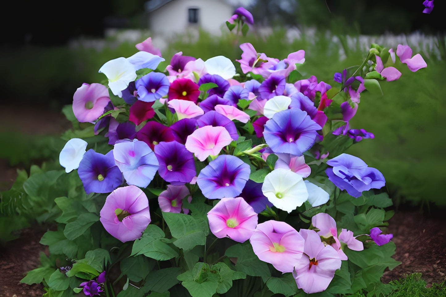Tall Morning-glory (Ipomoea purpurea mix)