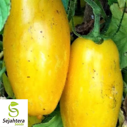 Banana Legs Yellow Tomato Seeds 50 Ct | Heirloom NON-GMO Vegetable USA