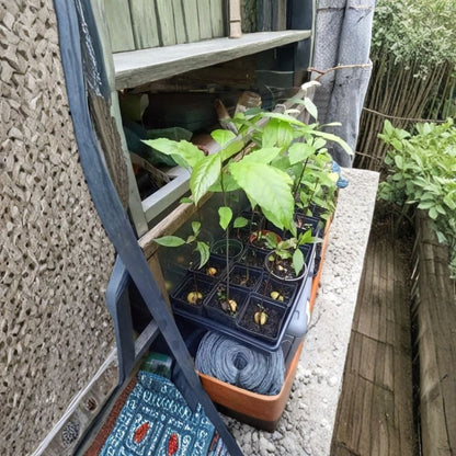 Fuerte Avocado Tree – Persea americana  Live Avocado Plant | Up to 2 Feet Tall Cold Tolerant • Heat Pack Included