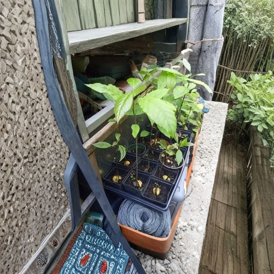 Fuerte Avocado Tree – Persea americana  Live Avocado Plant | Up to 2 Feet Tall Cold Tolerant • Heat Pack Included