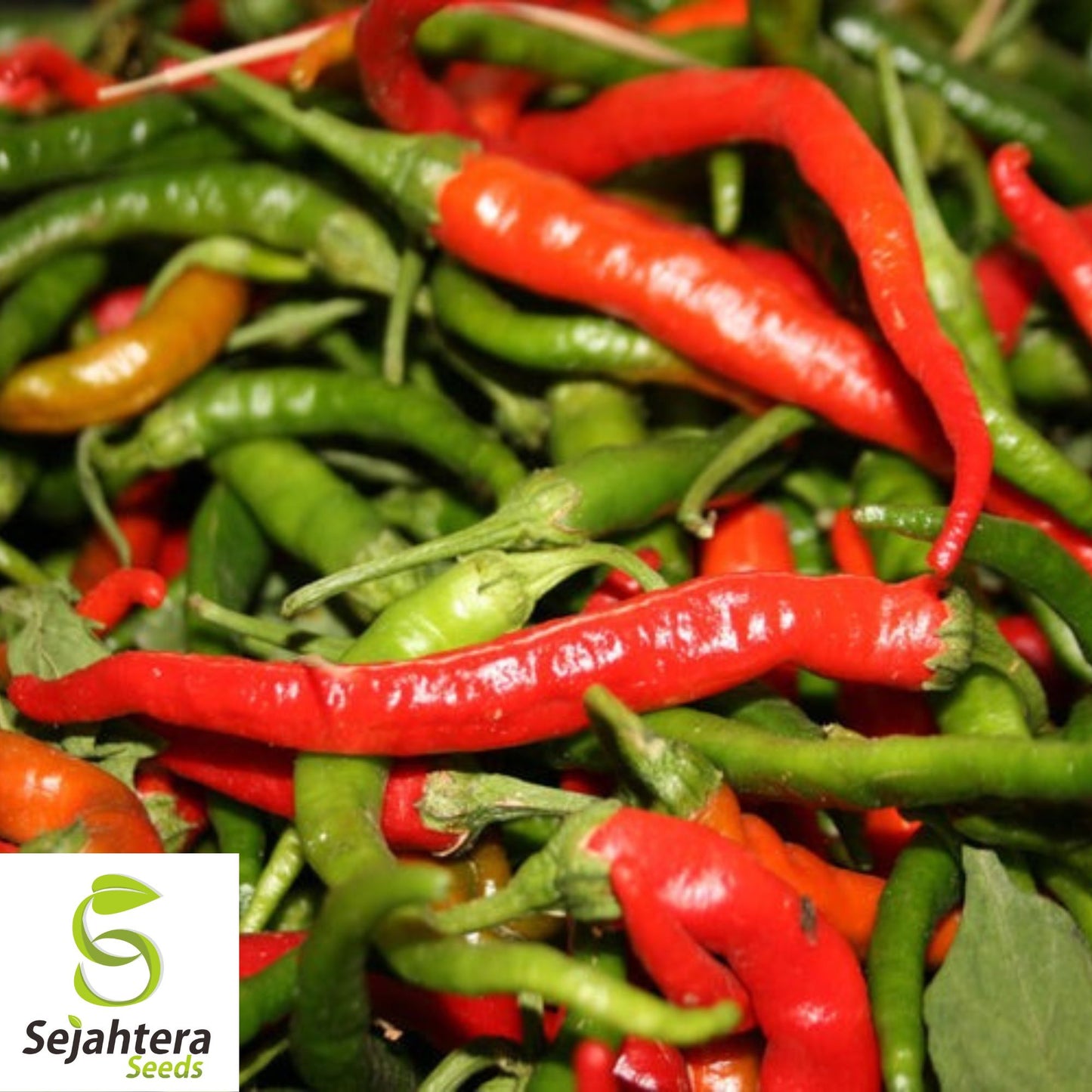 25 Long Thin Red Cayenne Pepper Seeds - Non-GMO, Hot & Productive Variety