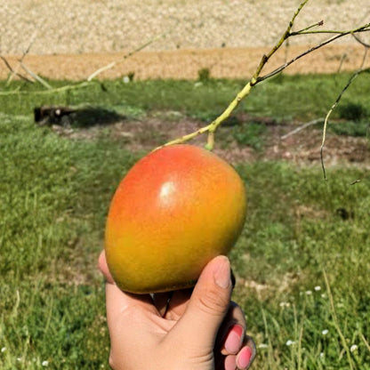 Ceci Love Dwarf Mango Tree – Mangifera indica Grafted Live Tree | 2–4 Feet Tall | Rare Florida Variety  Compact Growth | High Brix & Fiberless | Ships to All States