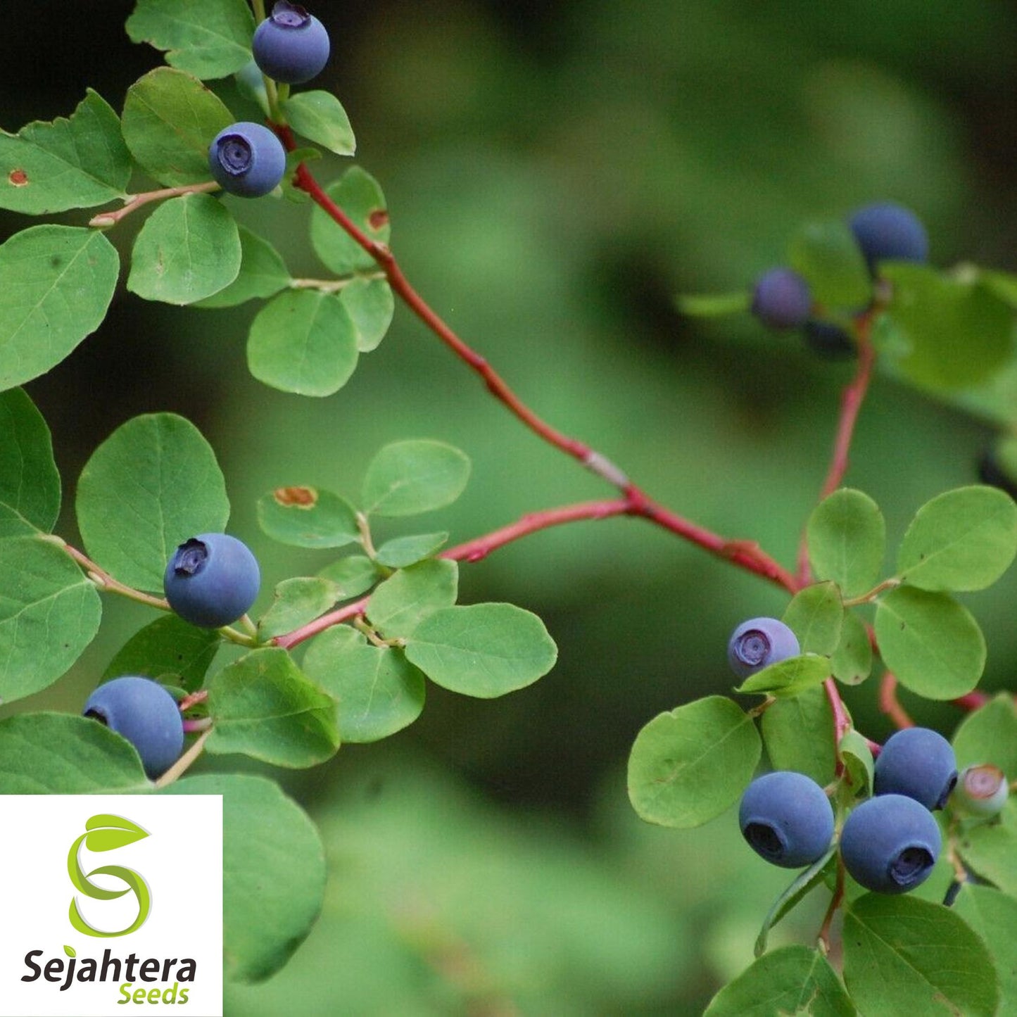 Black Gold Huckleberry Seeds {Vaccinium membranaceum} 30+ Seeds