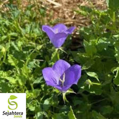 500+ Tussock Bellflower Seeds - Campanula Carpatica, Perennial Flower