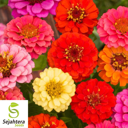 Zinnia Dwarf Thumbelina Mix Seeds - 200+ Heirloom - Pollinator-Friendly Blooms