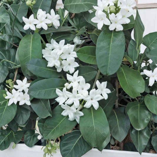 Madagascar Jasmine – Stephanotis floribunda Live Fragrant Vine | 3 Feet Tall | Includes 3 Gallon Pot  Wax-Like White Flowers | Sweet Fragrance | Elegant Climber