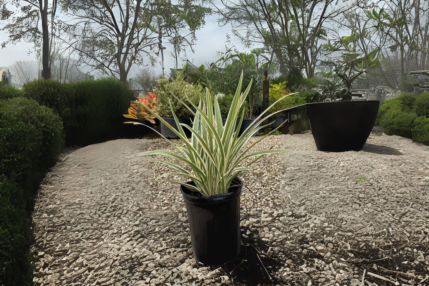Variegated Tasmanian Flax Lily Plant - Dianella tasmanica 'Variegata' - Easy Care Evergreen Perennial with Striking Foliage