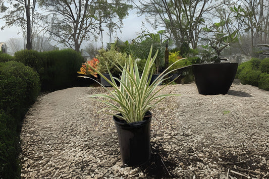Variegated Tasmanian Flax Lily Plant - Dianella tasmanica 'Variegata' - Easy Care Evergreen Perennial with Striking Foliage