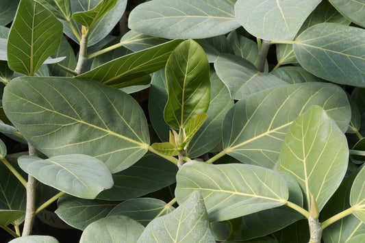 Ficus benghalensis 'Audrey' Plant in 8" Pot | Indoor Ficus Tree | Healthy Houseplant for Home Decor | 305 Greenery