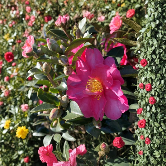 Kanjiro Camellia – Camellia sasanqua Live Flowering Shrub | 1 Foot Tall | Includes 1 Gallon Pot  Cherry Pink Blooms | Evergreen Landscape Plant | Fall & Winter Color
