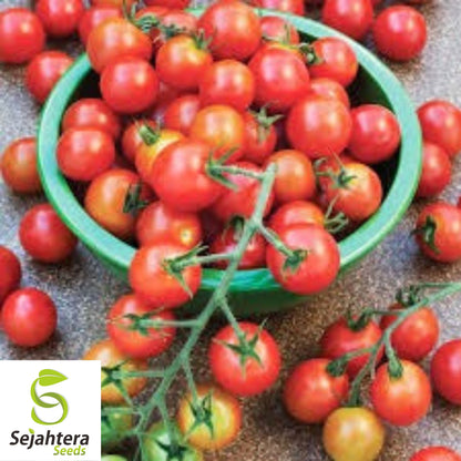 Supersweet 100 Cherry Tomato Seeds - 10+ Non-GMO, Organic & Fresh