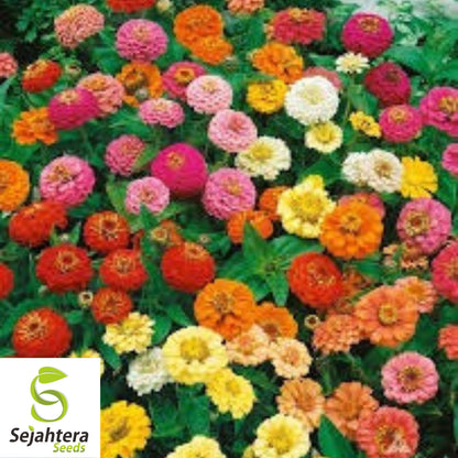 Zinnia Dwarf Thumbelina Mix Seeds - 200+ Heirloom - Pollinator-Friendly Blooms