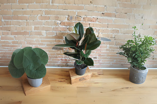 Ficus Elastica Burgundy Plant, 3 Gallon Pot, Rubber Tree, Ficus elastica, Indoor Houseplant, Low Maintenance, Air Purifying