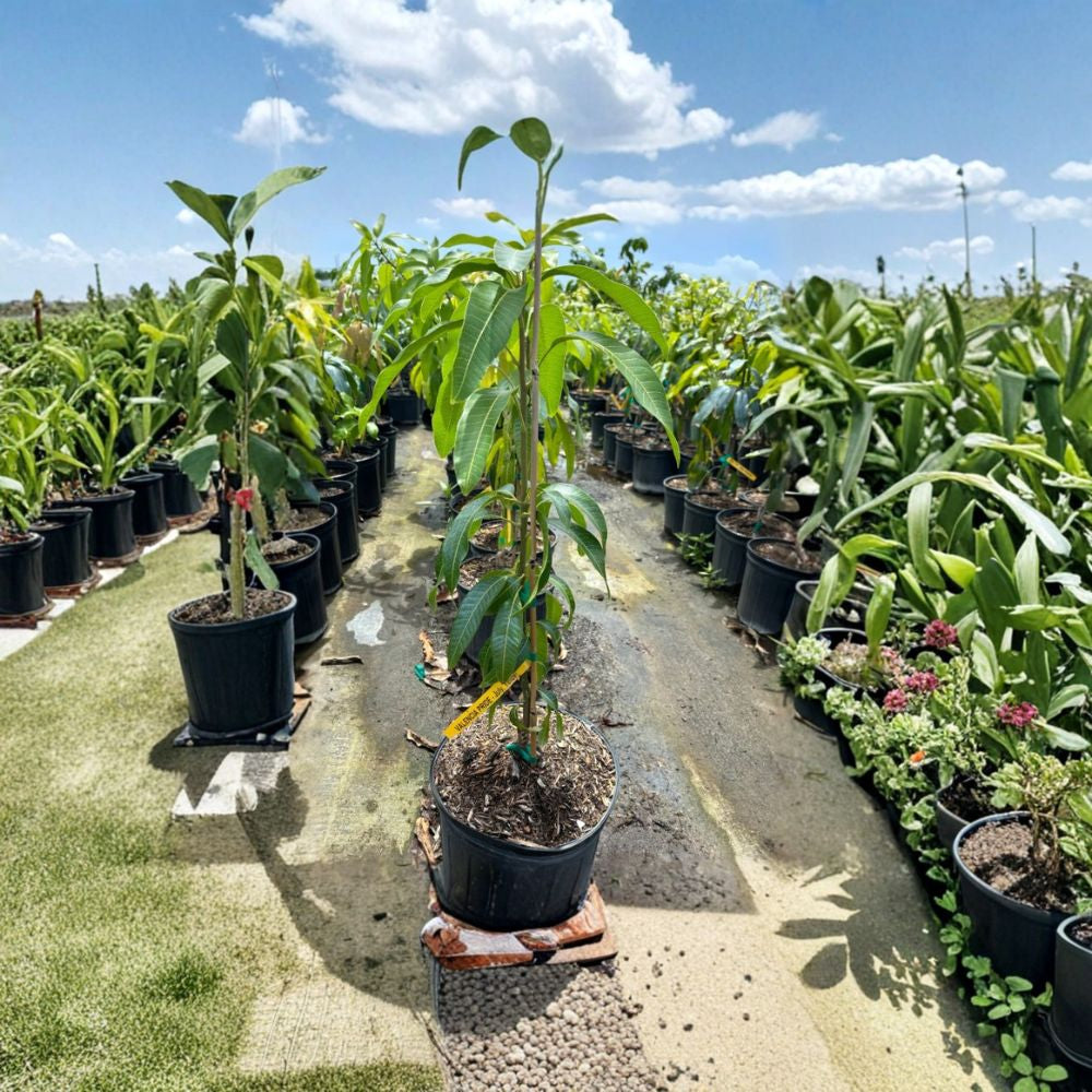 Valencia Pride Mango Tree – Mangifera indica Grafted Live Tree | 2–3 Feet Tall | 3-Gal Pot  Large Sweet Fruit | Vigorous Florida Variety | No Ship to CA, HI, PR, GU, AK