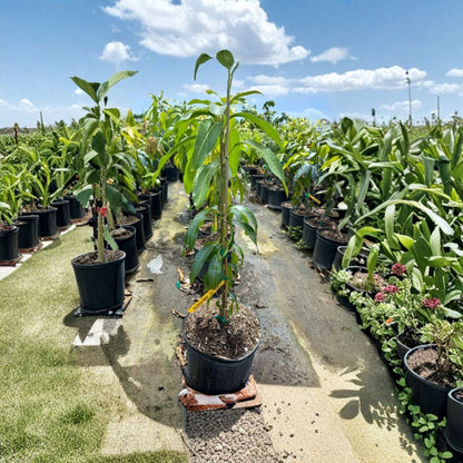 Valencia Pride Mango Tree – Mangifera indica Grafted Live Tree | 2–3 Feet Tall | 3-Gal Pot  Large Sweet Fruit | Vigorous Florida Variety | No Ship to CA, HI, PR, GU, AK
