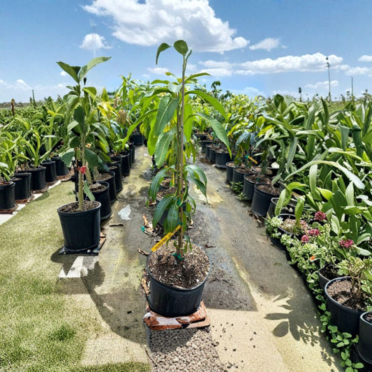 Valencia Pride Mango Tree – Mangifera indica Grafted Live Tree | 2–3 Feet Tall | 3-Gal Pot  Large Sweet Fruit | Vigorous Florida Variety | No Ship to CA, HI, PR, GU, AK