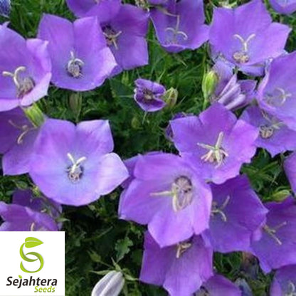 500+ Tussock Bellflower Seeds - Campanula Carpatica, Perennial Flower