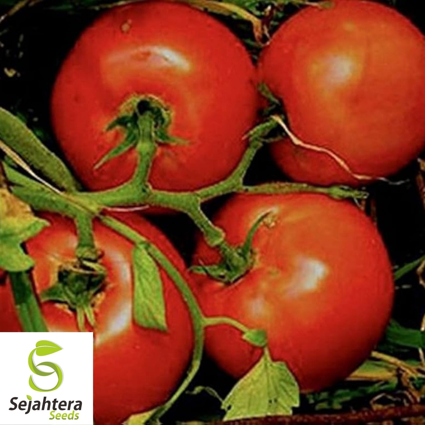 Marglobe Supreme Tomato Seeds 100 Ct | Heirloom Vegetable NON-GMO USA