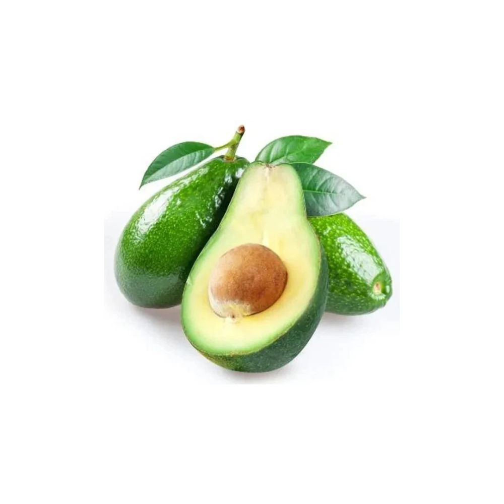 Fuerte Avocado Tree – Persea americana  Live Avocado Plant | Up to 2 Feet Tall Cold Tolerant • Heat Pack Included