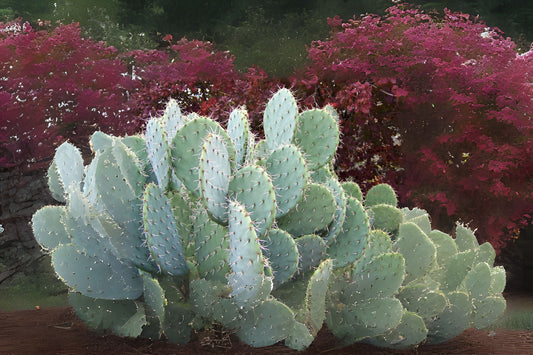 Engelmann Prickly Pear Cactus Cuttings - 3 Pads, Opuntia Engelmannii - Hardy, Easy to Grow, Perfect for Home Gardens
