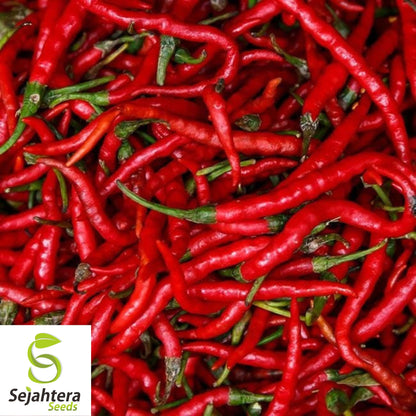 25 Long Thin Red Cayenne Pepper Seeds - Non-GMO, Hot & Productive Variety