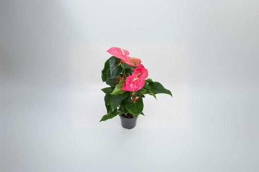 Anthurium Plant 3 Gallon Pot - California Variety - Anthurium andraeanum - Tropical Houseplant for Home Decor