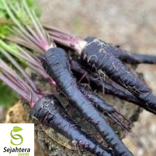 200+ Black Nebula Carrot Seeds - Heirloom, Organic, Non-GMO, Rare & Nutrient-Rich