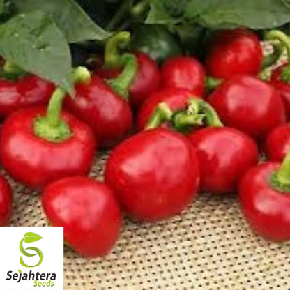 Large Red Cherry Hot Pepper Seeds - 50+ Heirloom - 3,000-5,000 SHU - Non-GMO