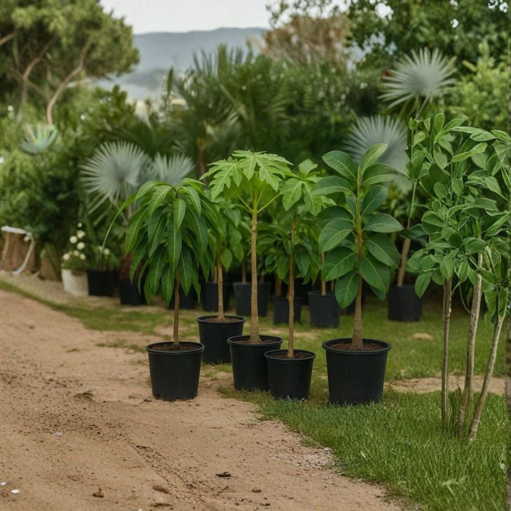 Maria Black Avocado Tree – Persea americana  Rare Zill Authentic Variety Live Grafted Avocado Tree | 2–4 Feet Tall | 3 Gallon Container