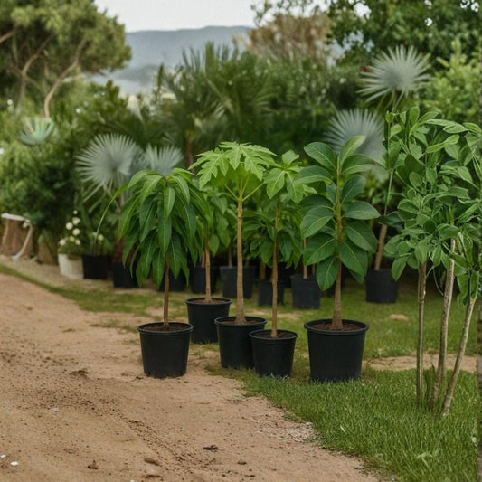 Maria Black Avocado Tree – Persea americana  Rare Zill Authentic Variety Live Grafted Avocado Tree | 2–4 Feet Tall | 3 Gallon Container
