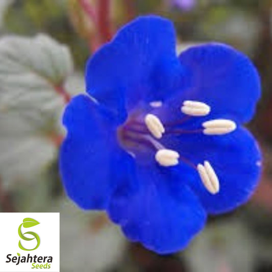 2000+ Cali Desert Bluebell Seeds | FAST Borders, Pavers, Rock Garden Flower