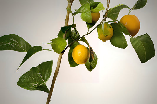 Meyer Lemon Seeds - 10 Premium Seeds - Citrus × meyeri - Ideal for Baking & Cooking