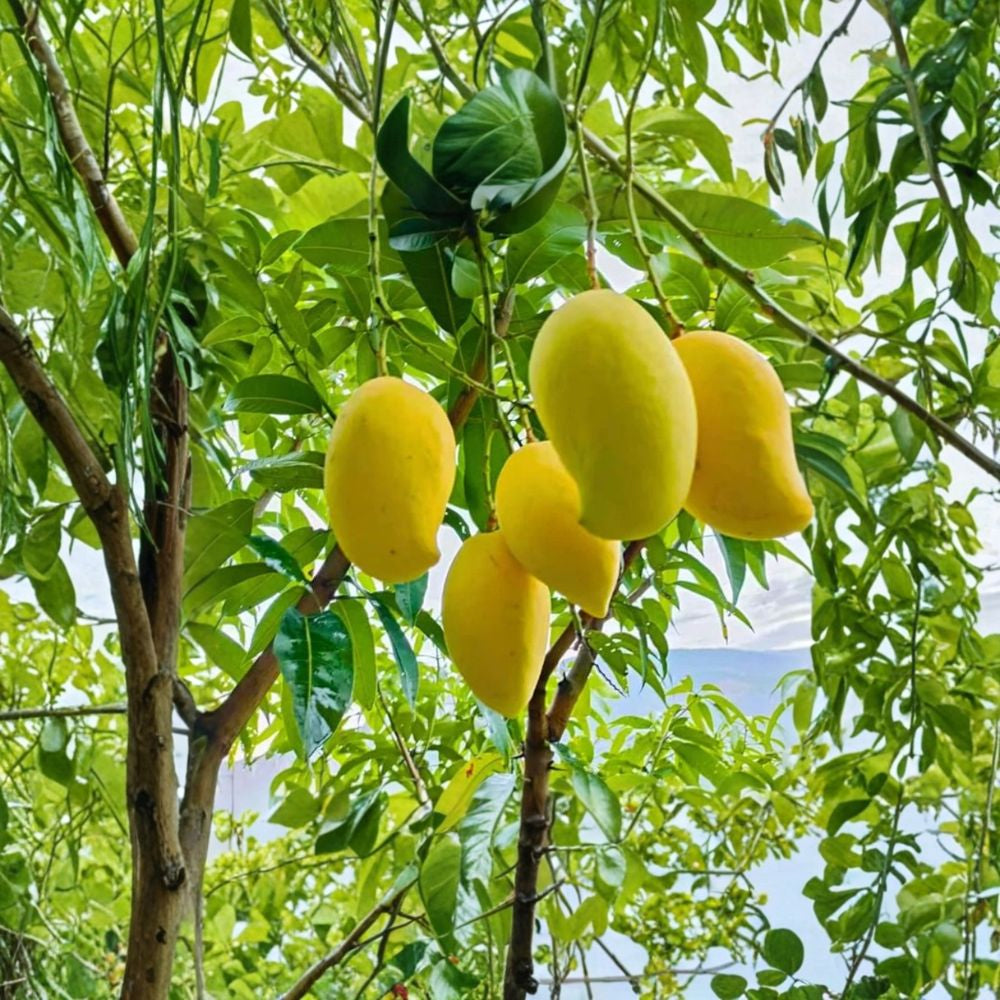 Valencia Pride Mango Tree – Mangifera indica Grafted Live Tree | 2–3 Feet Tall | 3-Gal Pot  Large Sweet Fruit | Vigorous Florida Variety | No Ship to CA, HI, PR, GU, AK