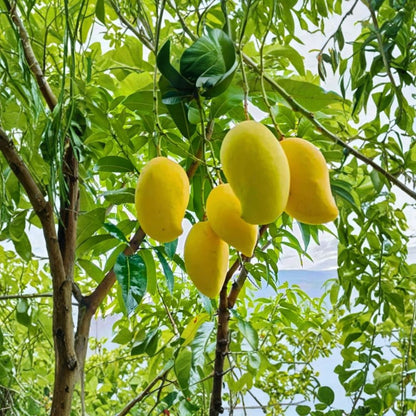 Valencia Pride Mango Tree – Mangifera indica Grafted Live Tree | 2–3 Feet Tall | 3-Gal Pot  Large Sweet Fruit | Vigorous Florida Variety | No Ship to CA, HI, PR, GU, AK